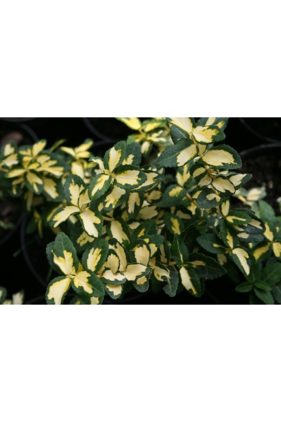 Бруслина Блонді на штамбі